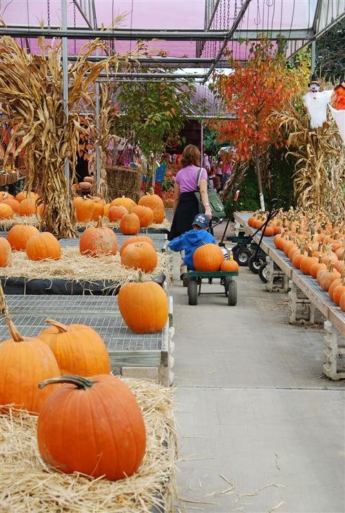 borellas fall harvest festival long island haunted houses borellas fall harvest festival long island haunted houses